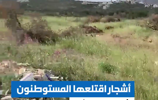 Thumbnail preview image for the video titled: Ancient olive trees uprooted by settlers in the plains of Turmus Ayya