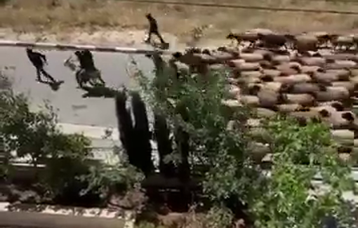 Thumbnail preview image for the video titled: Settlers left Jaljiliya with the herd of 16-year-old Youssef Kaabneh after Israeli forces killed him
