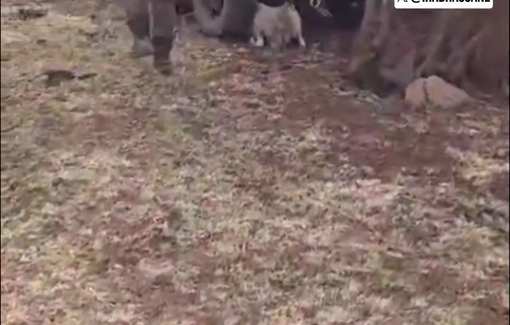 Thumbnail preview image for the video titled: Israeli settlers ran over sheep belonging to a Palestinian farmer with an ATV in Khirbet at-Tawil