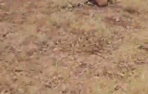 Thumbnail preview image for the video titled: Israeli settlers running over sheep and assaulting their owners in Khirbet Al-Tawil near the town of Aqraba