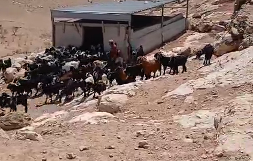 Thumbnail preview image for the video titled: Israeli settlers release their livestock into residents’ lands in Khirbet al-Halawa south of Hebron.