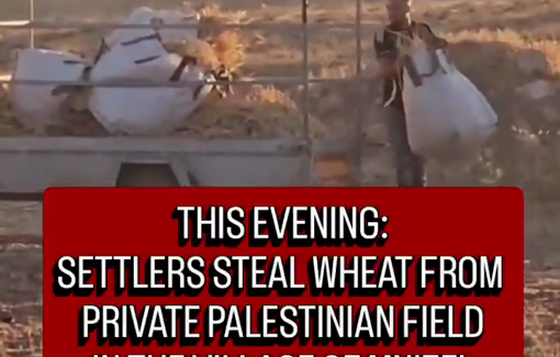 Thumbnail preview image for the video titled: In Imneizil, Israeli settlers are stealing the wheat crops grown by Palestinians on village lands