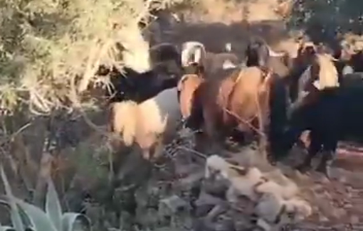 Thumbnail preview image for the video titled: Israeli settlers release their sheep onto Palestinian land in the village of Jurish