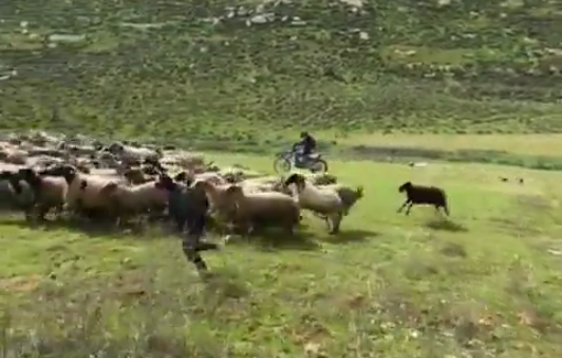Thumbnail preview image for the video titled: A settler from the "Meitarim Farm" assaults a sheep herd and the boy tending it with his motorcycle