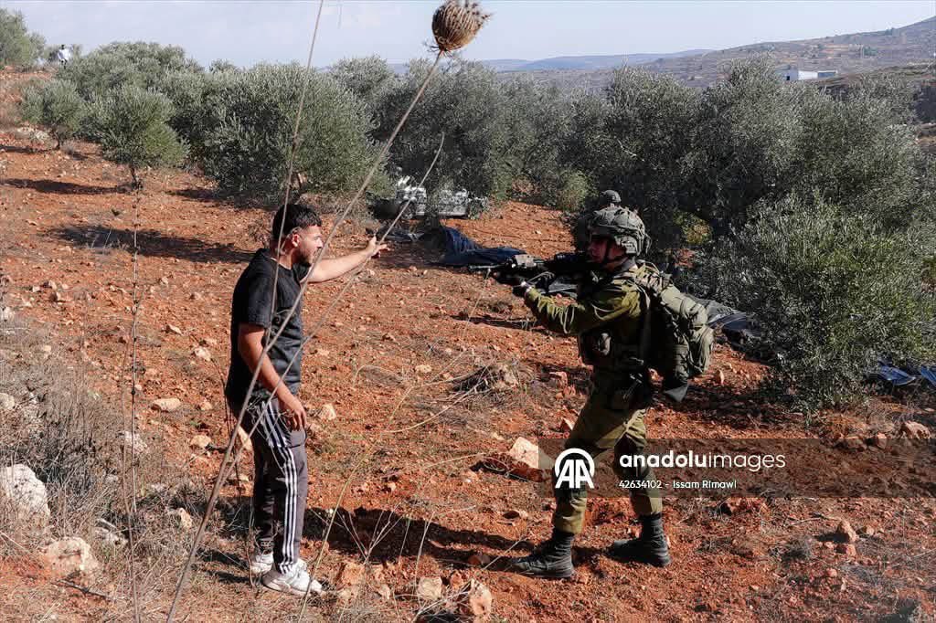 Thumbnail preview image for the video titled: At gun point, the Israeli occupation army prevents residents of Beita from harvesting olives