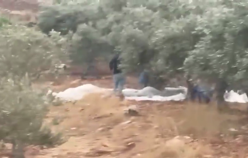 Thumbnail preview image for the video titled: Israeli settlers steal olives from the eastern plains of al-Mughayyir village