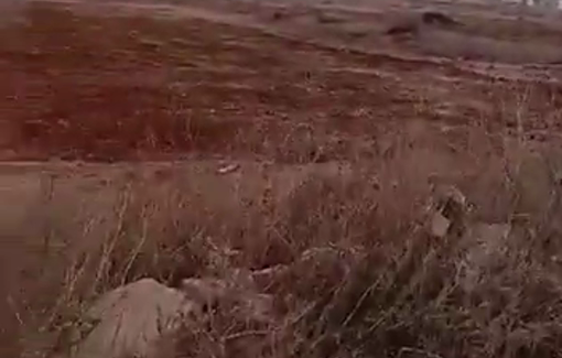 Thumbnail preview image for the video titled: Israeli forces prevent Palestinian farmers from harvesting olives in the town of Turmus Ayya
