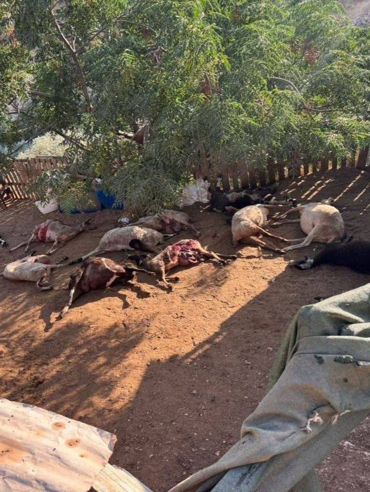 Thumbnail preview image for the video titled: After Jewish settlers failed in their attempt to steal sheep from a Palestinian farm, they poisoned the livestock in Asira al-Shamaliya