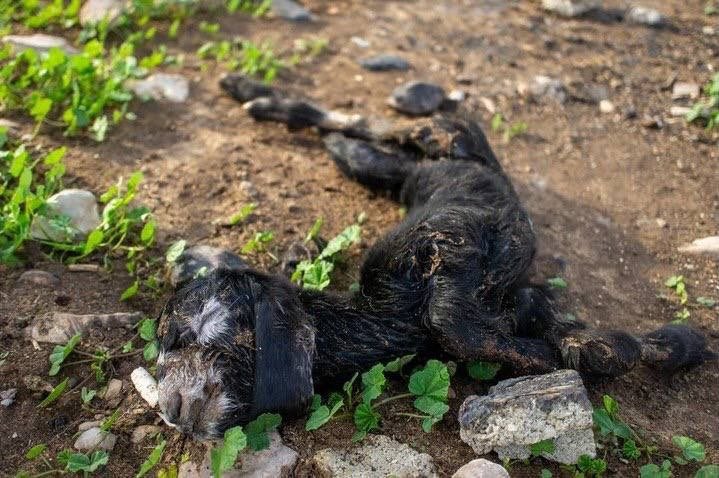 Thumbnail preview image for the video titled: Jewish settlers killed Palestinian farmers sheep after injecting them with a poisonous substance in Wadi Al-Rakhim