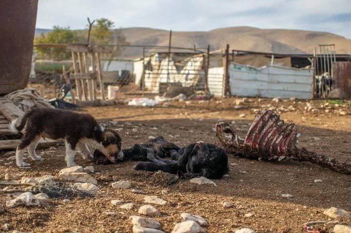 Thumbnail preview image for the video titled: Jewish settlers killed Palestinian farmers sheep after injecting them with a poisonous substance in Wadi Al-Rakhim