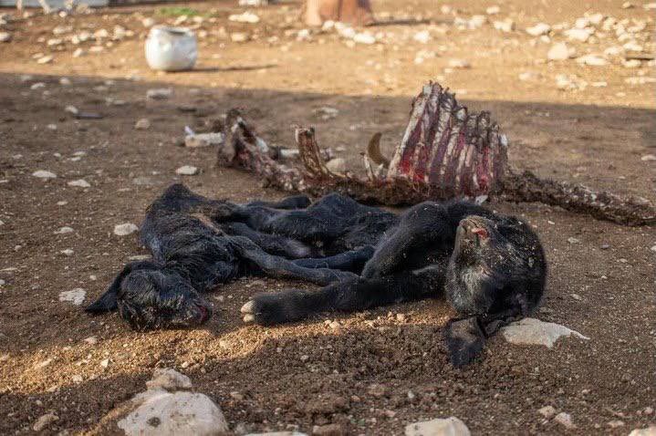 Thumbnail preview image for the video titled: Jewish settlers killed Palestinian farmers sheep after injecting them with a poisonous substance in Wadi Al-Rakhim