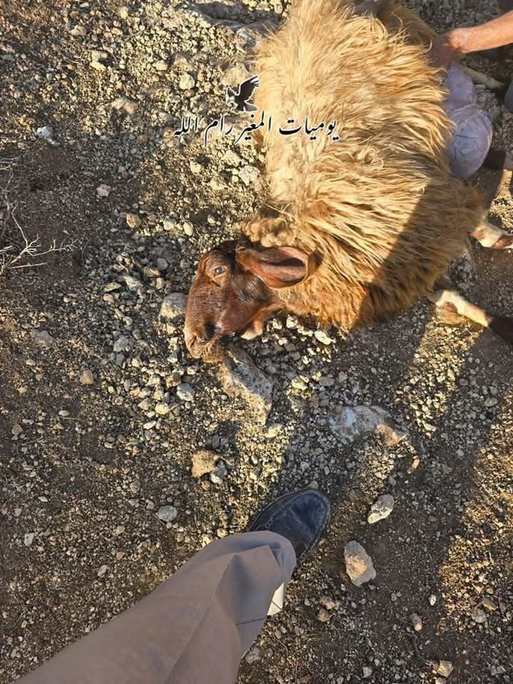 Thumbnail preview image for the video titled: Jewish settlers poisoned a flock of sheep near the village of al-Mughayyir