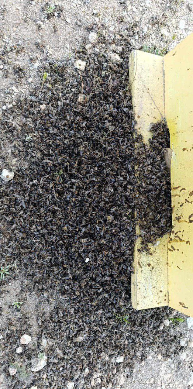 Thumbnail preview image for the video titled: Jewish settlers poisoned beehives belonging to a Palestinian farmer in the Farsh al-Hawa area of al-Khalil (Hebron)