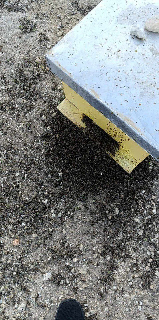 Thumbnail preview image for the video titled: Jewish settlers poisoned beehives belonging to a Palestinian farmer in the Farsh al-Hawa area of al-Khalil (Hebron)